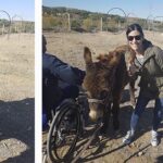 Therapy with donkeys